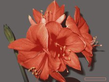 Amaryllis dark