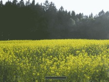 Canola Field