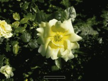 White Rose