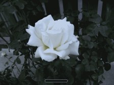 Beautiful white Rose