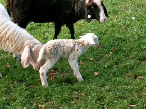 42.jpg, 89359 bytes, 26/11/03